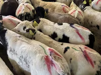 Bull, Cattle — photo 2
