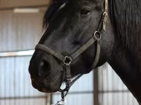 घोड़ी, American shetland pony — फ़ोटो 3