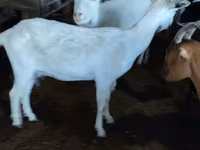 Keçi, Saanen goat — foto 1