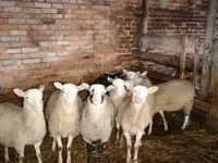Koç, Katum sheep — foto 1
