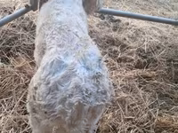 Bull, Charolais cattle — photo 8