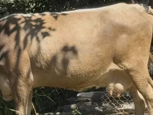 母牛, Cattle