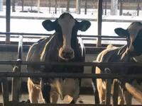 Toro, Raza Holstein — foto 6