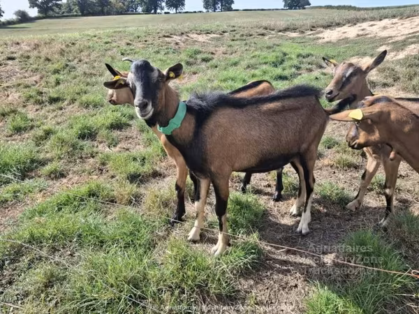 عنزة, Alpine goat