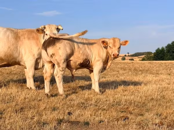 Boğa, Charolais cattle
