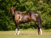 Stute, American paint horse — Foto 7