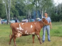 Vaca, Raza Holstein — foto 5