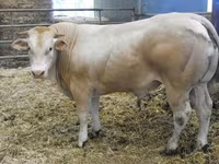 Boğa, Blonde d’Aquitane cattle — foto 1