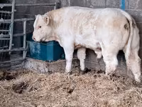 Bull, Charolais cattle — photo 4