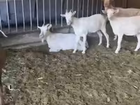 عنزة, Pomellata goat — الصورة 3