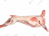 Koç, Katum sheep — foto 3