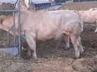 Bull, Charolais cattle — photo 1
