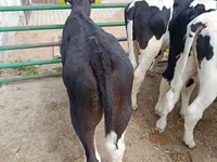 公牛, Holstein breed — 照片 3