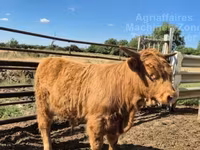 Boğa, Highland — foto 4