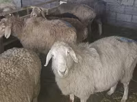भेड़, Tian-Shan semifinewool sheep — फ़ोटो 3