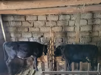 Boğa, Sığır — foto 1