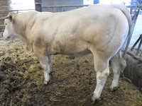 Boğa, Blonde d’Aquitane cattle — foto 4