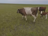 सांड, Russian Black pied cattle — फ़ोटो 4