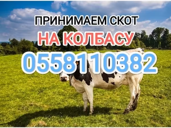Holštýnské plemeno