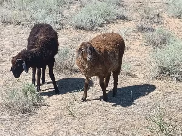 Koç, Edilbay sheep