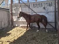 حصان, Arabian horse — الصورة 4