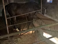 母马, Friesian sport horse — 照片 5