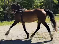 Mare, Dutch warmblood horse — photo 8