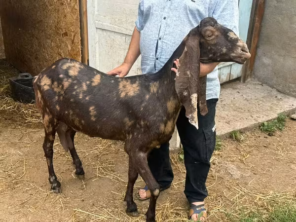 Keçi, Kamori goats