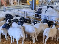 Koç, Dorper sheep — foto 2