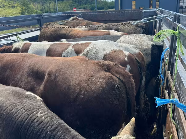 Cow, Cattle