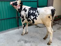 İnek, Holstein ırkı — foto 1