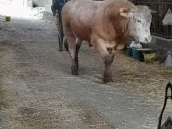 Boğa, Blonde d’Aquitane cattle
