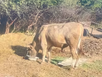 Boğa, Sığır — foto 6
