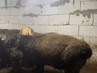 Widder, Arashan sheep — Foto 6