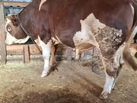 ثور, Simmental cattle — الصورة 4