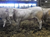 Boğa, Blonde d’Aquitane cattle — foto 5