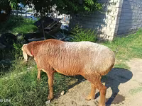 公羊, Agin sheep — 照片 1
