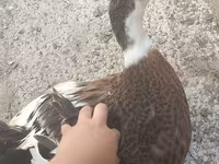 pato criollo doméstico — foto 5