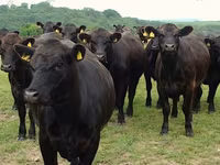 Vaca, Simmental cattle — foto 5
