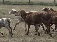 मेढ़ा, Hissar sheep — फ़ोटो 5