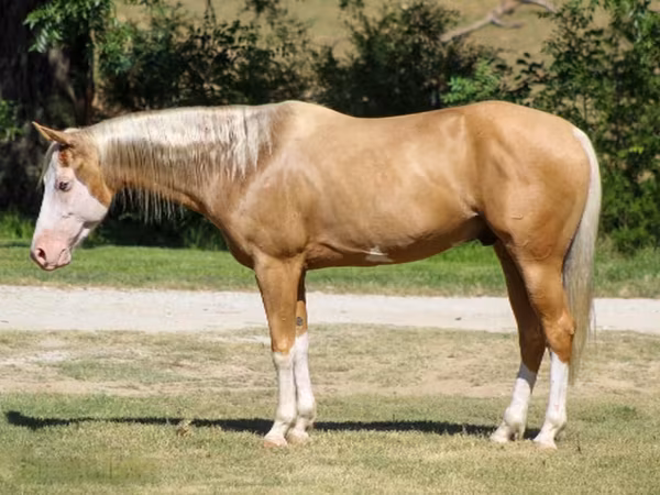 Aygır, Palomino