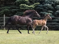 घोड़ा, Rocky Mountain Horse — फ़ोटो 2