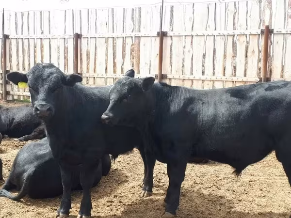 Bull, Holstein breed