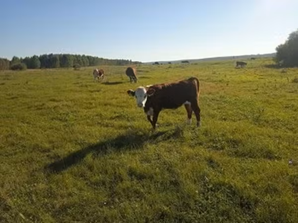 Hereford