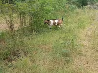 تيس, Nubian Goat — الصورة 7