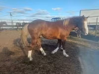 Horse (M), Horses — photo 3
