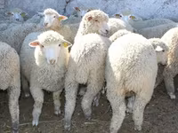 Koç, Kuibyshev sheep — foto 2