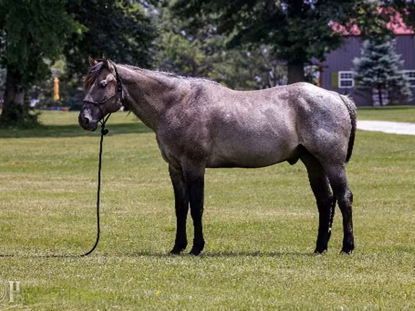 घोड़ा, Quarter Horse