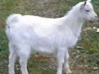 Cabro, Saanen goat — foto 1
