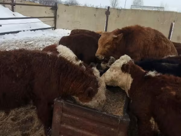 Говеда